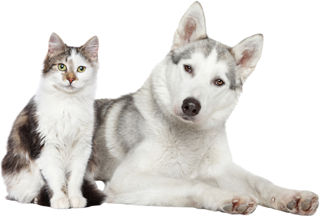 Hund und Katze freigestellt